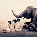 Respirația Pranayama: Ce ne pot învăța elefanții și furnicile despre LONGEVITATE și ENERGIE